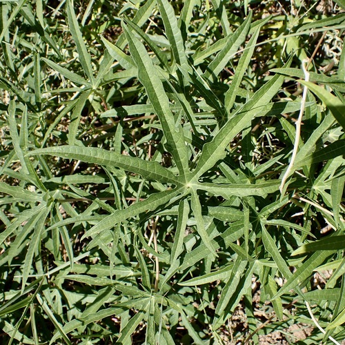 Desert mountain manihot (Manihot angustiloba)