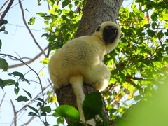 Propithecus deckenii