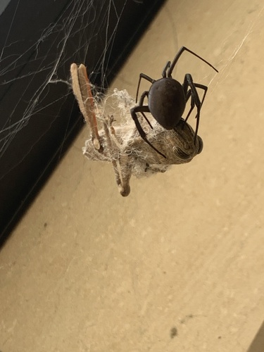 Dahl's Black Widow