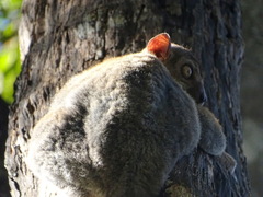Lepilemur randrianasoloi