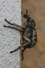 Brachycerus tauriculus