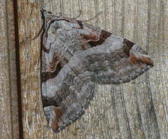 Aplocera praeformata