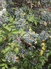 Berberis wilcoxii