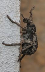 Brachycerus tauriculus