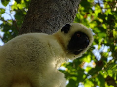 Propithecus deckenii