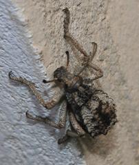 Brachycerus tauriculus