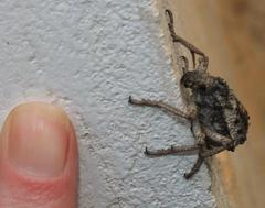 Brachycerus tauriculus