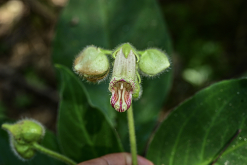 Hemiboea ovalifolia