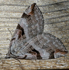 Aplocera praeformata