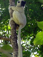 Propithecus deckenii