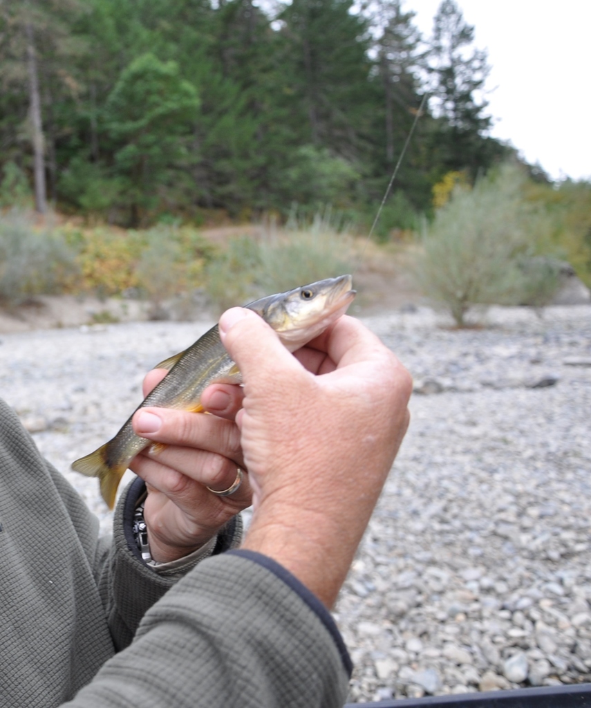 Umpqua Pikeminnow