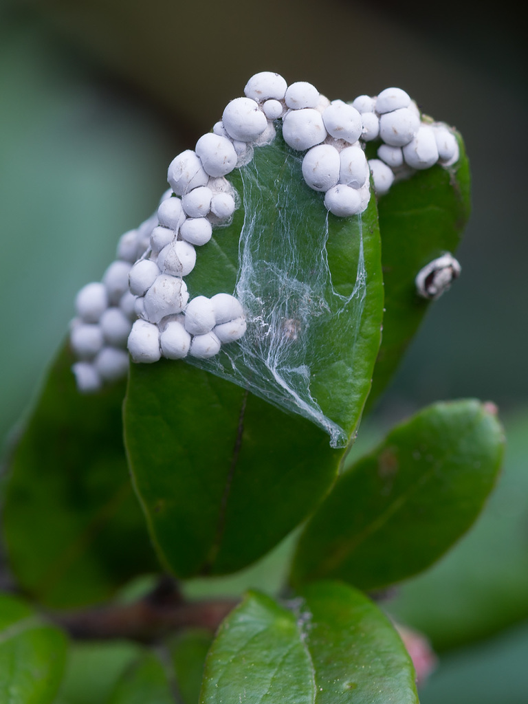 Diderma deplanatum
