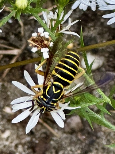Unknown species found near Goshen Swainton Rd, Cape May Court House, NJ, US