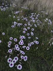 Ipomoea longifolia