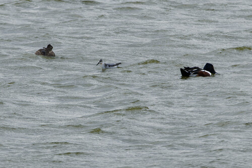 Red Phalarope, Oosterend, Netherlands, photo 8 of 10