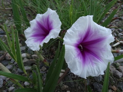 Ipomoea longifolia