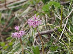 Heloniopsis orientalis