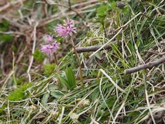 Heloniopsis orientalis