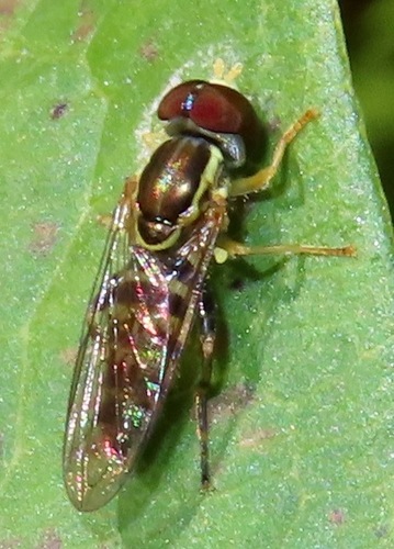 Unknown species found near 11419 Lords Ln, Fredericksburg, VA 22408, USA