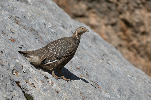 Caucasian Snowcock, Russia, photo 2 of 10
