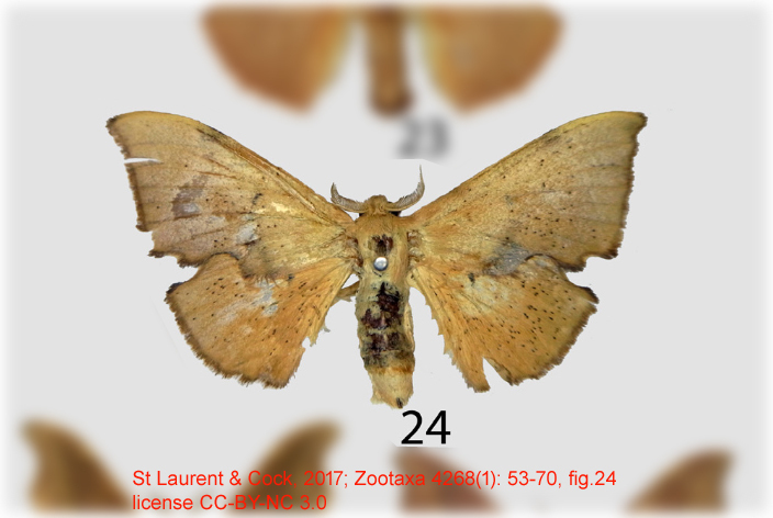 Trogoptera belilia