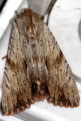 Apamea lithoxylaea