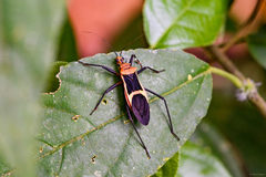 Zelurus circumcinctus