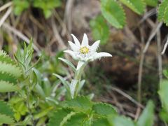 Leontopodium hayachinense