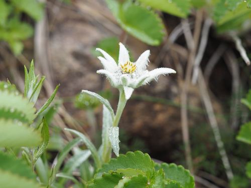 Leontopodium hayachinense, photograph 1
