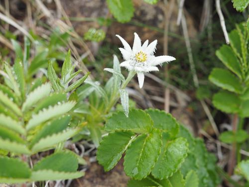 Leontopodium hayachinense, photograph 2