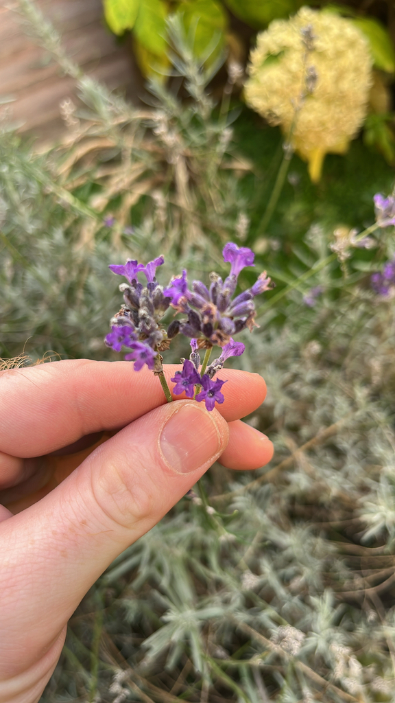 Lavandula angustifolia