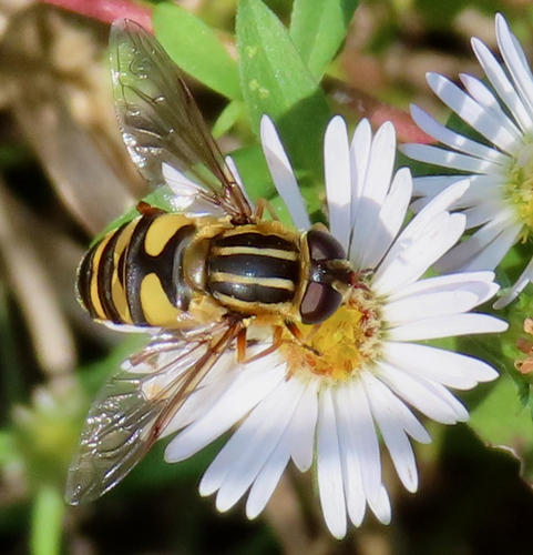 Unknown species found near Virginia Central Railway Trail, Fredericksburg, VA, USA