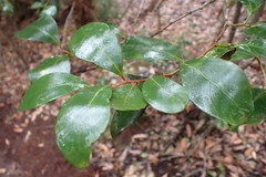 Corkscrew vine (Pterocelastrus)