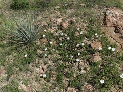 Mandevilla brachysiphon