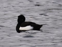 Aythya fuligula