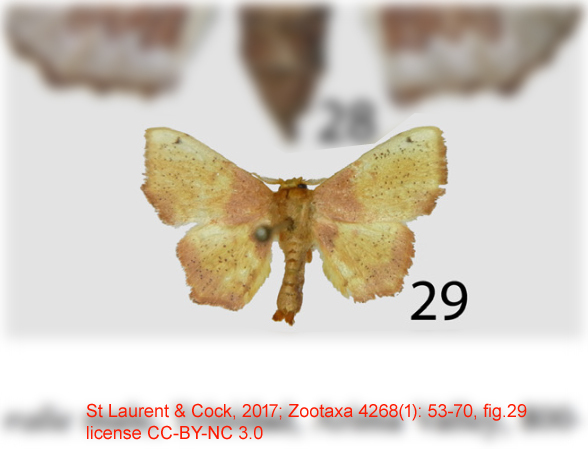 Zaphanta infantilis