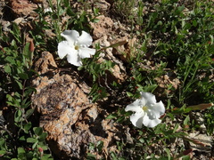 Mandevilla brachysiphon