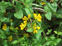 Aspicarpa hirtella