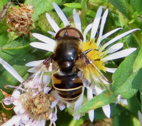 Unknown species found near Virginia Central Railway Trail, Fredericksburg, VA, USA