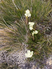 Aciphylla polita