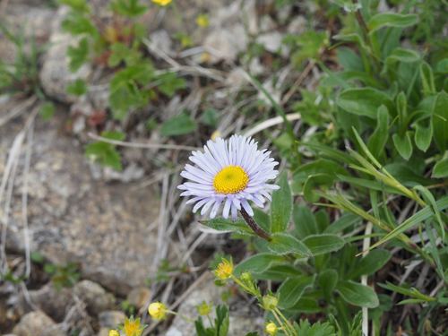 Erigeron thunbergii iNat (3)