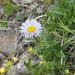 Erigeron thunbergii glabratus - Photo (c) Yoshimasa Uchiyama, some rights reserved (CC BY), uploaded by Yoshimasa Uchiyama