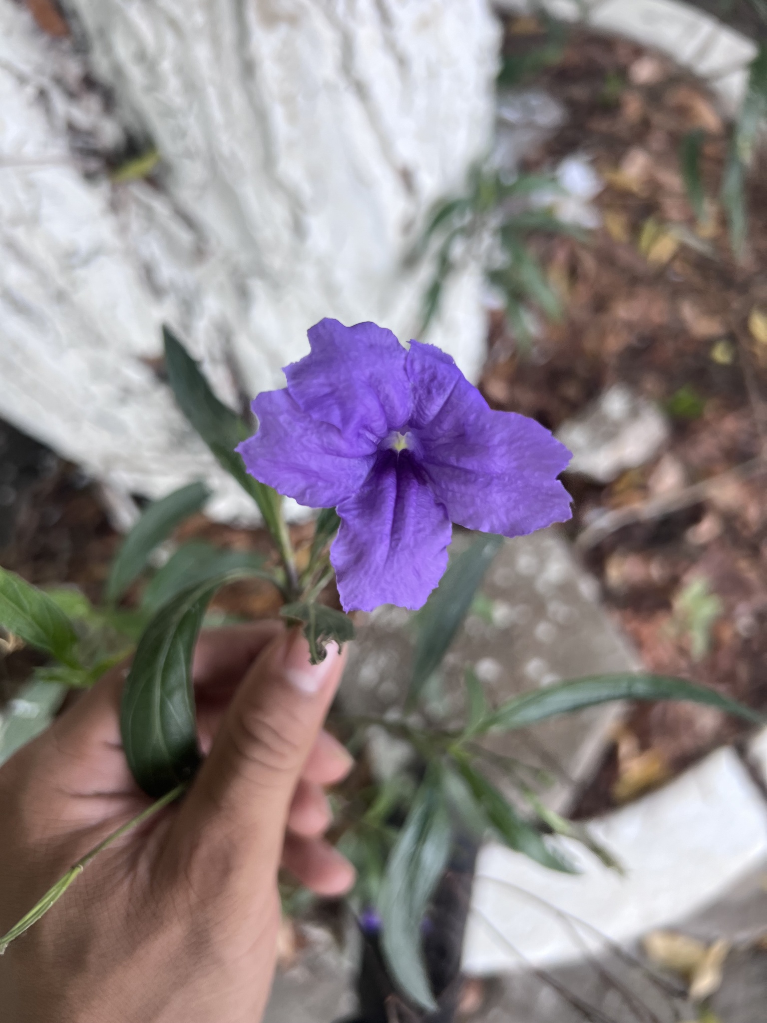 Ruellia simplex