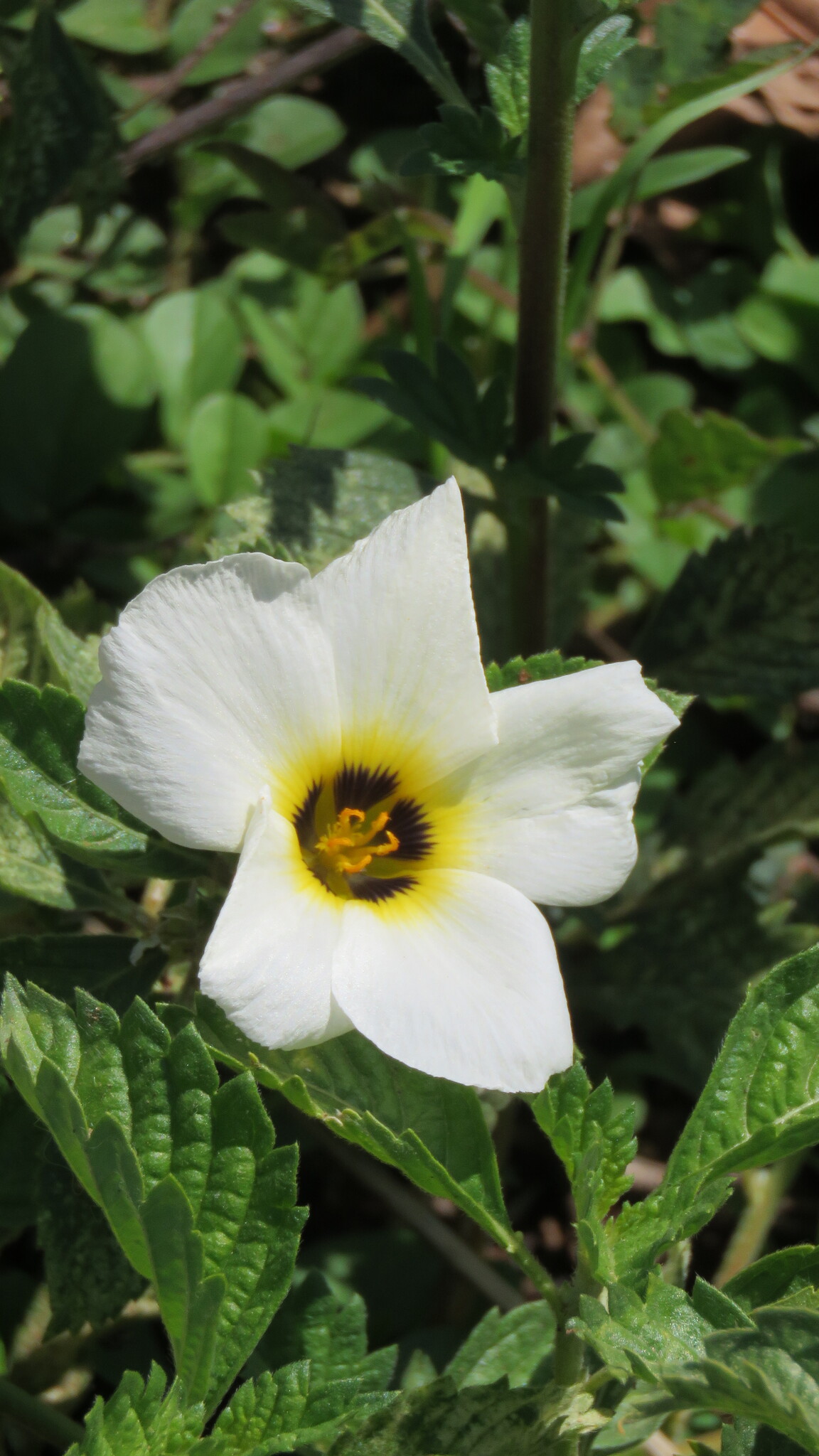 Turnera subulata