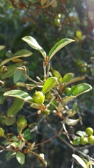Psorospermum fanerana image