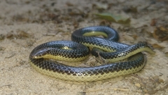 Amblyodipsas microphthalma microphthalma