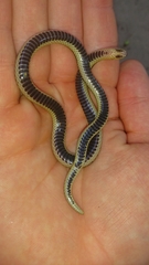 Amblyodipsas microphthalma microphthalma