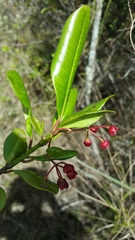 Primulaceae