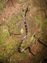 Lycodon travancoricus