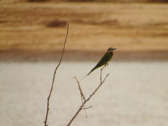 Merops superciliosus